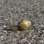 Schnecke