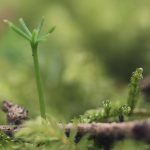 ein kleiner Keimling im Wald