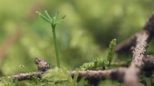 ein kleiner Keimling im Wald