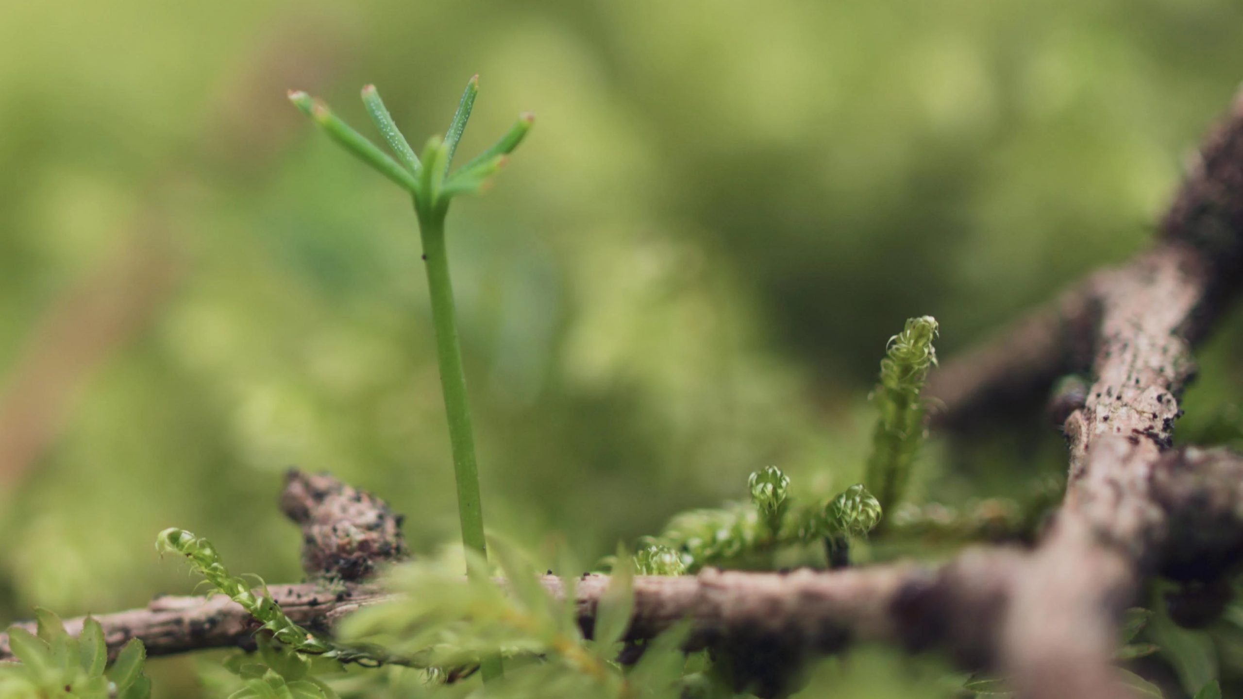 Monatsrückblick Februar 2026 – Krankheit und fast ein neuer Titel