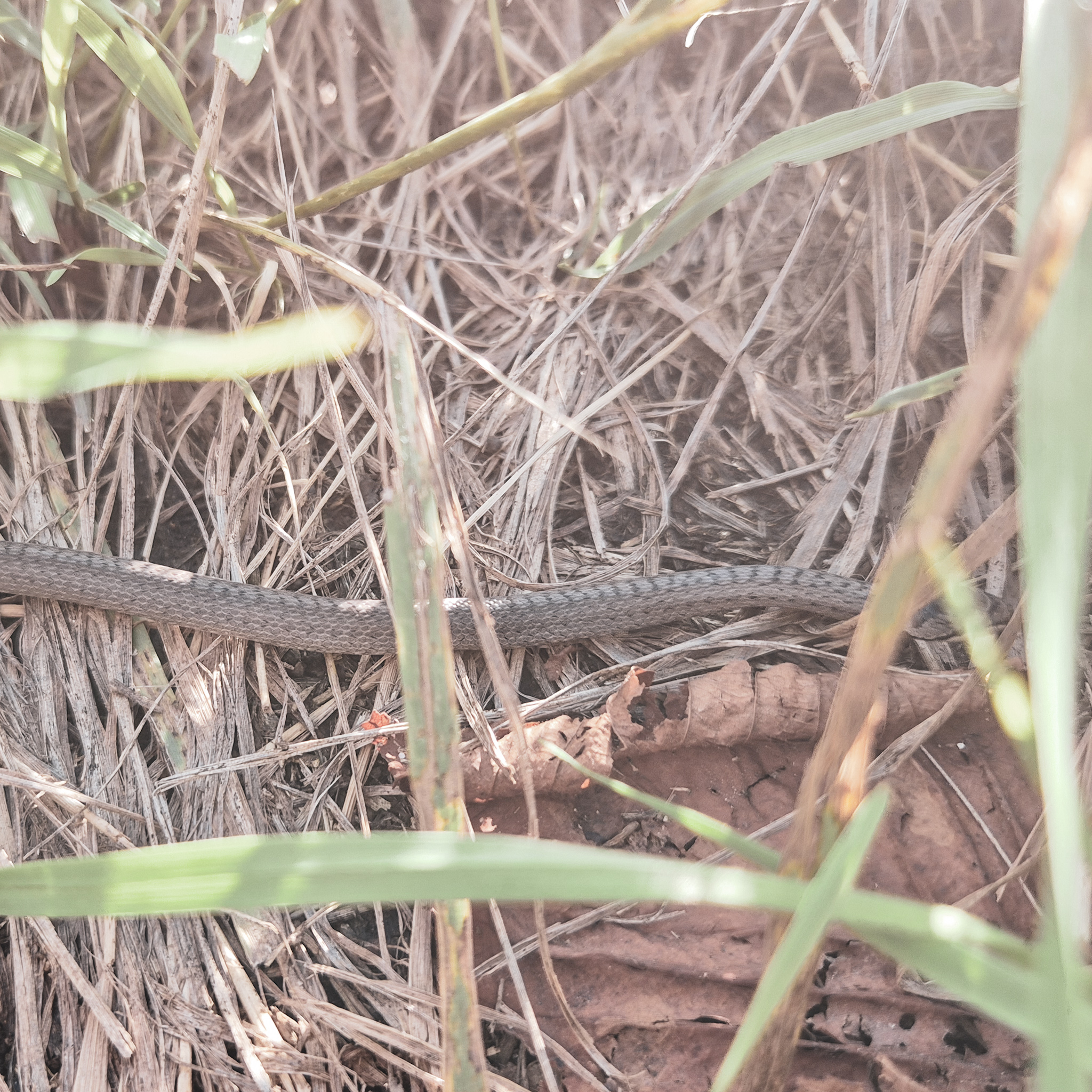 Eine Schlange, die sich im Gras versteckt. 