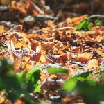 Herbstblätter im Wald, von der Sonne angestrahlt