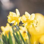 Narzissen