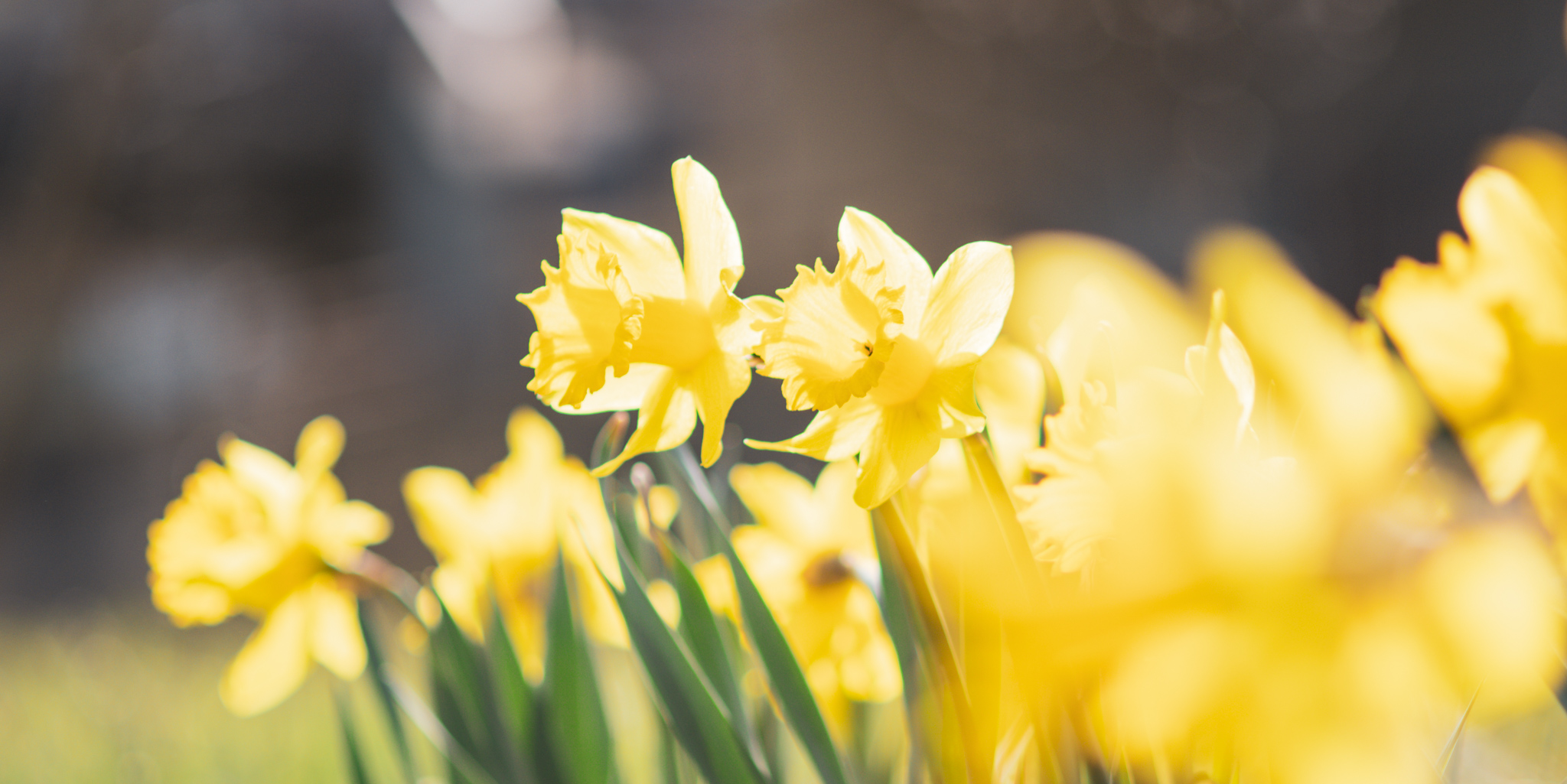 Monatsrückblick März 2026 – Probedrucke, Plotbunnys und erste Frühlingstage auf dem Balkon