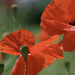 Mohnblumen