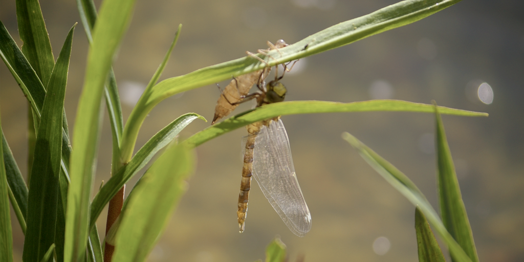 schlüpfende Libelle