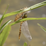 schlüpfende Libelle