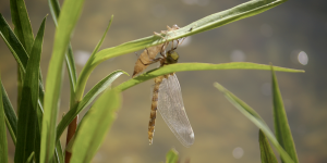 schlüpfende Libelle