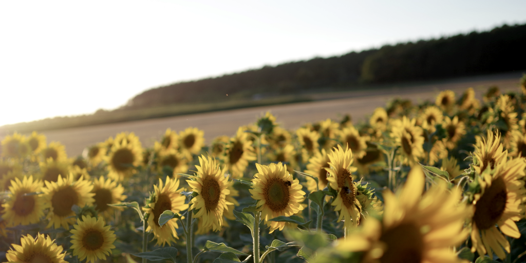 Sonnenblumenfeld