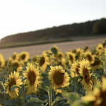 Sonnenblumenfeld