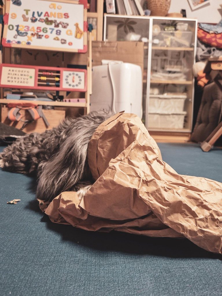 Hund, der eine Papiertüte kaputt macht
