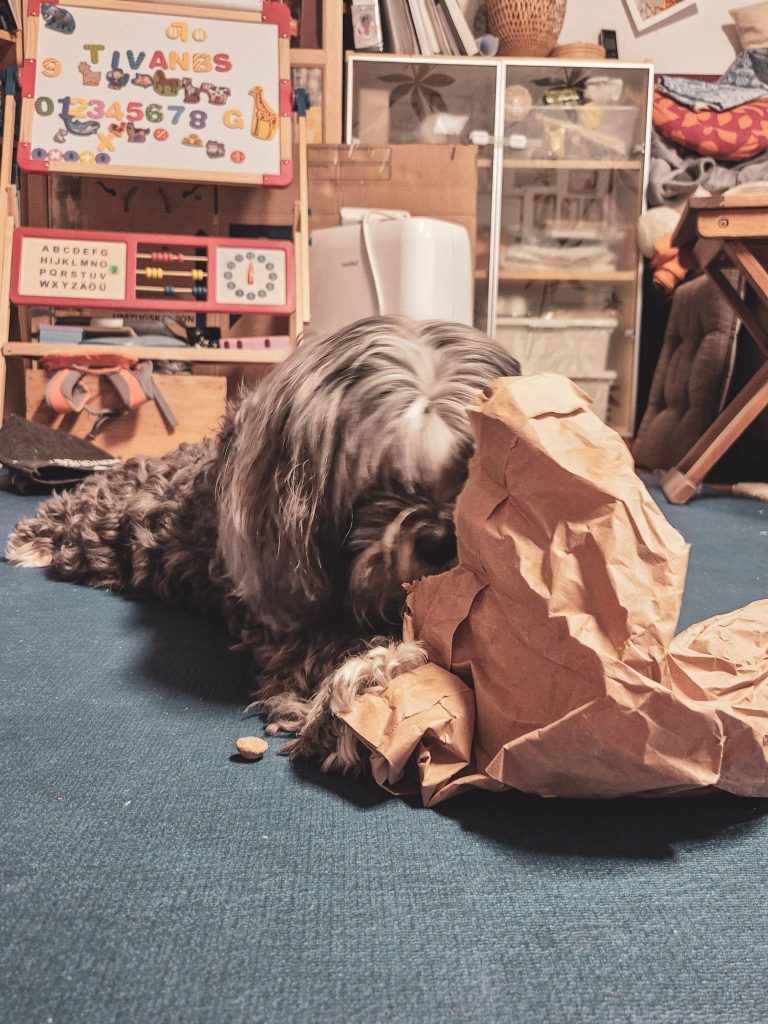 Hund, der eine Papiertüte kaputt macht