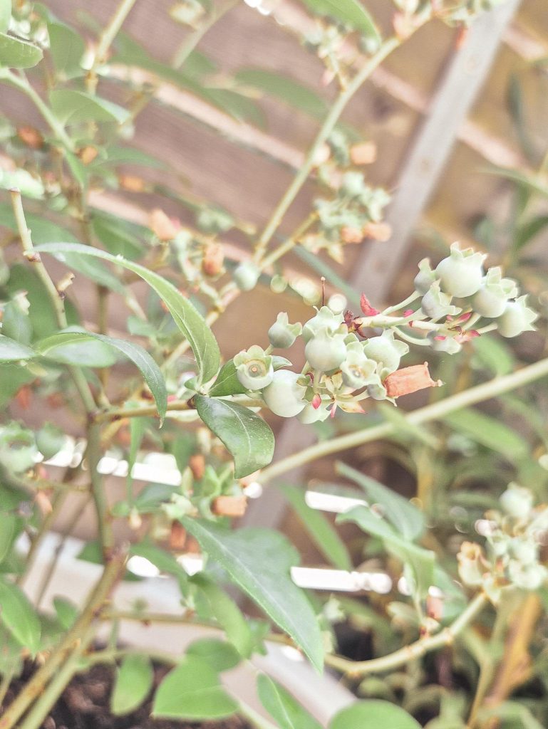 Heidelbeeren