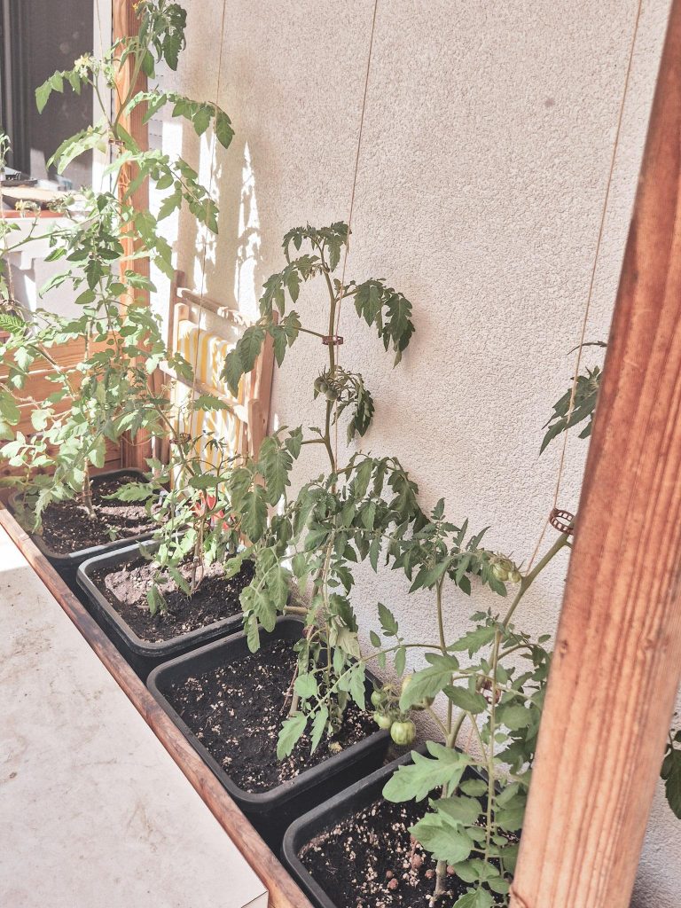 Tomatenpflanzen