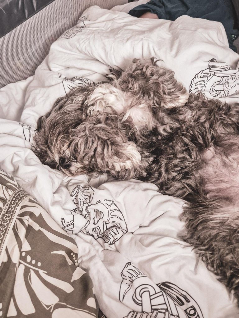 Hund, der auf dem Rücken liegt und schläft
