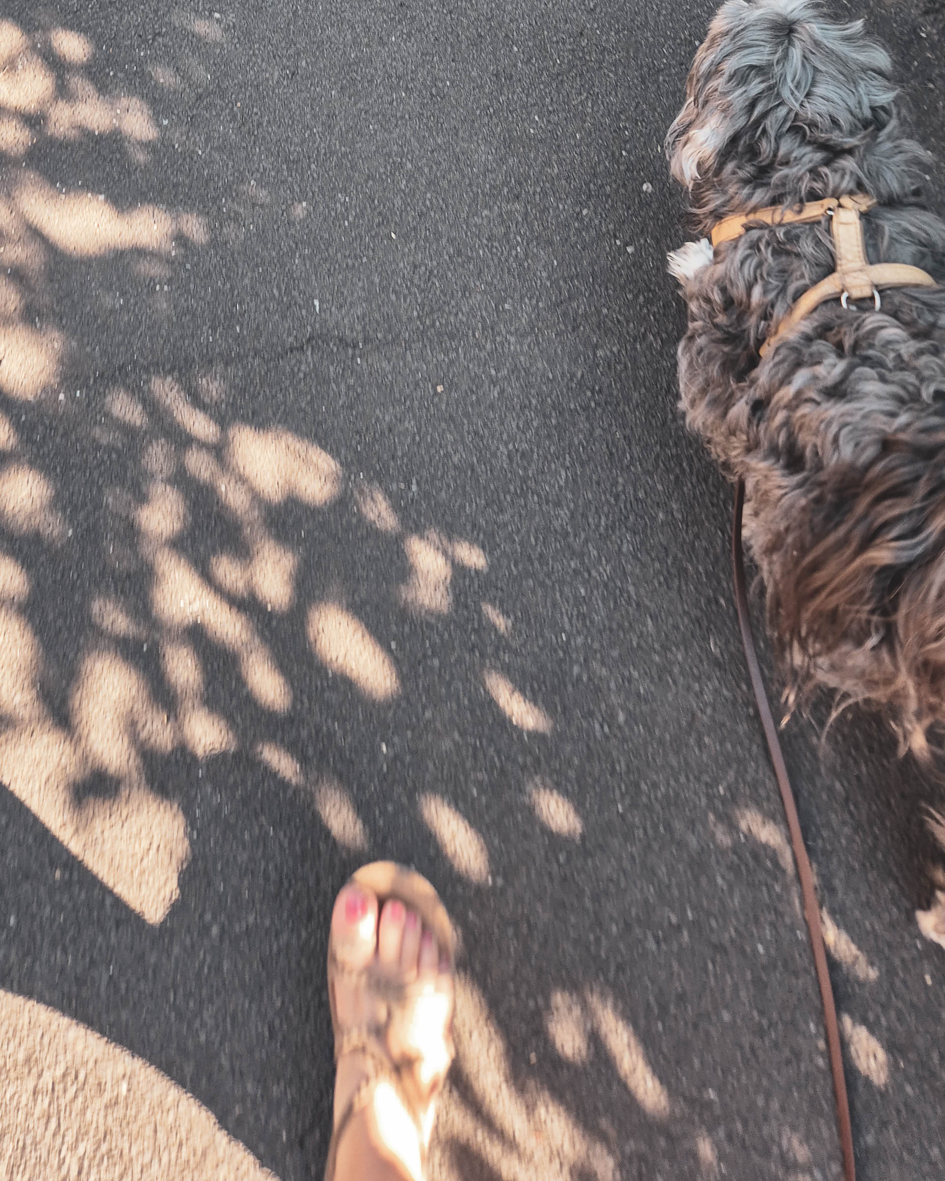 Spaziergang mit Hund