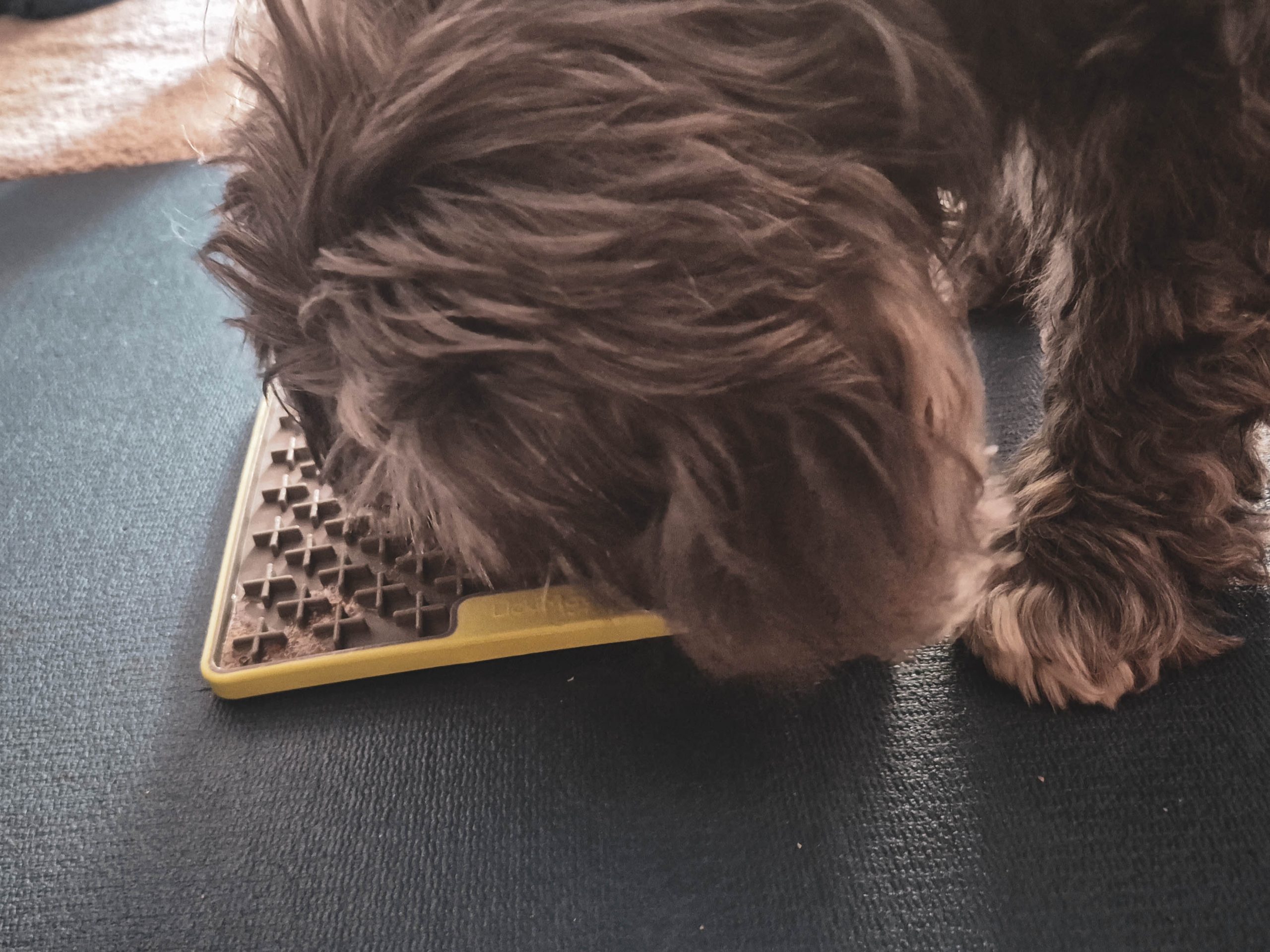 Hund frisst Eis