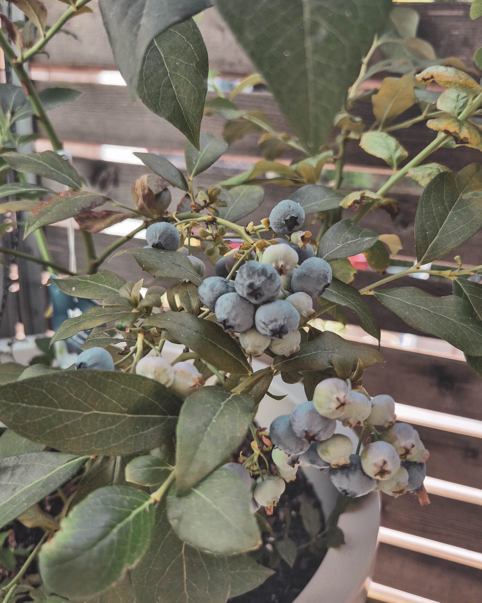 Blaubeeren
