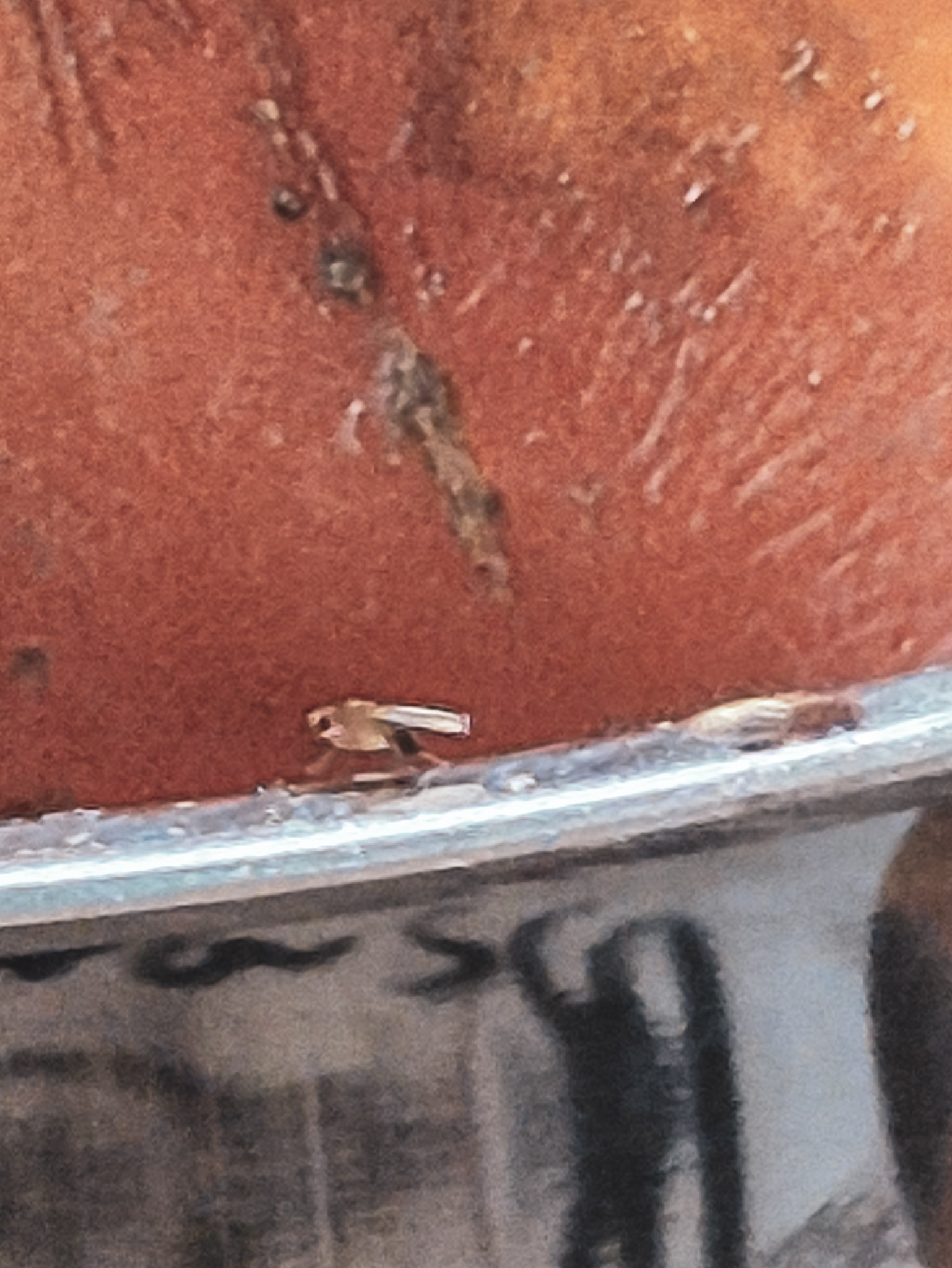 Fruchtfliegeninvasion