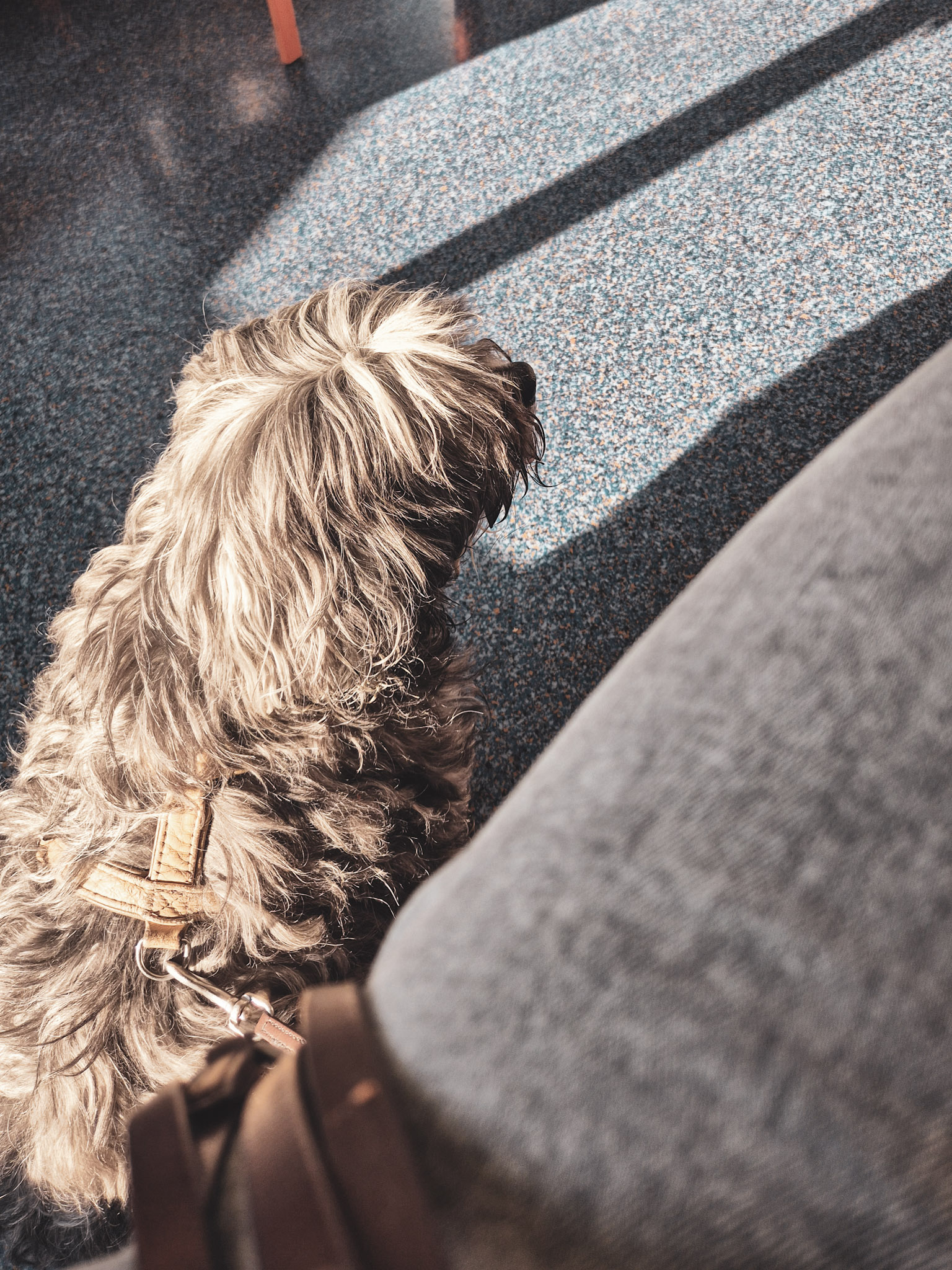 Hund im Wartezimmer beim Tierarzt