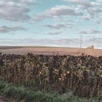 Feld voller verblühter Sonnenblumen