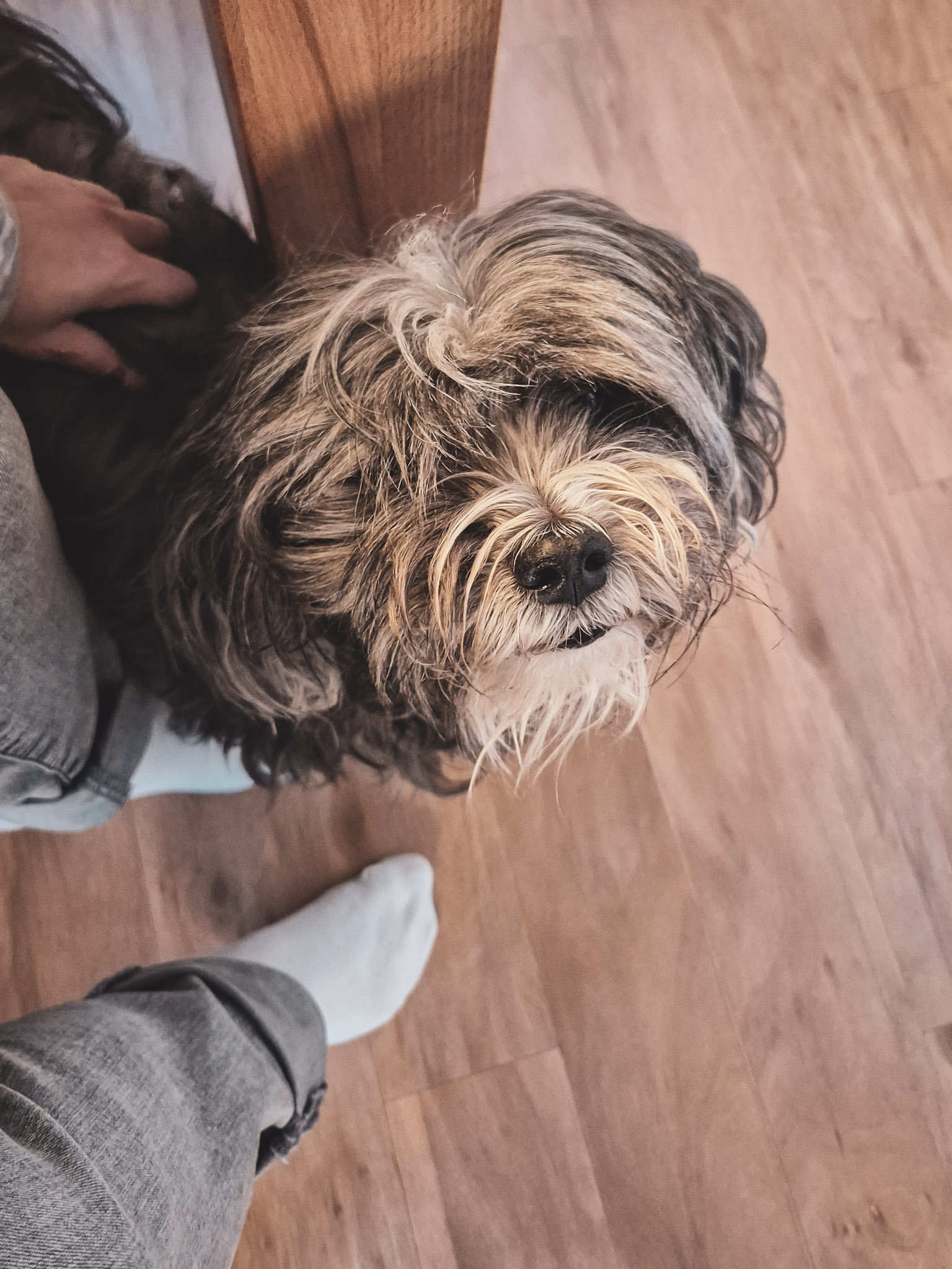 Ein bettelnder Hund